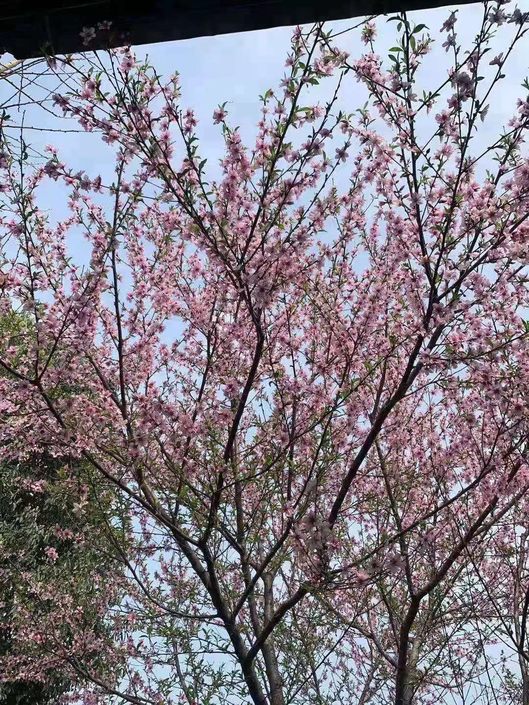 1625564469969503.jpg 嫁接前.jpg